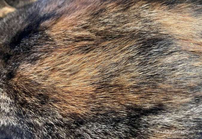 Kenali Penyebab Infeksi Jamur pada Kucing dan Cara Mengatasinya!