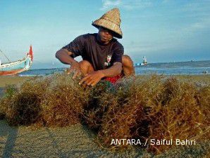 Sulteng tawarkan cluster rumput laut untuk investor