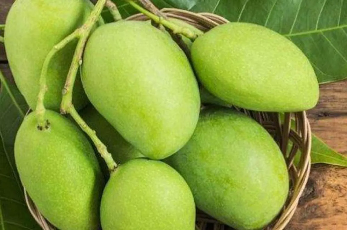 Cara Tepat Konsumsi Daun Mangga untuk Menurunkan Gula Darah Penderita Diabetes