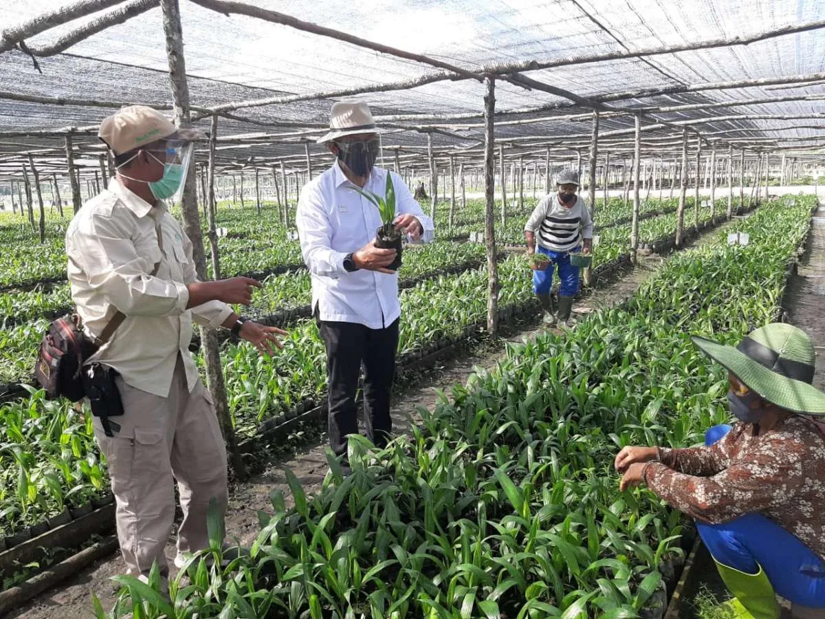 PTPN V budidayakan 1,5 juta bibit kelapa sawit melalui proyek KSO dengan PPKS Medan