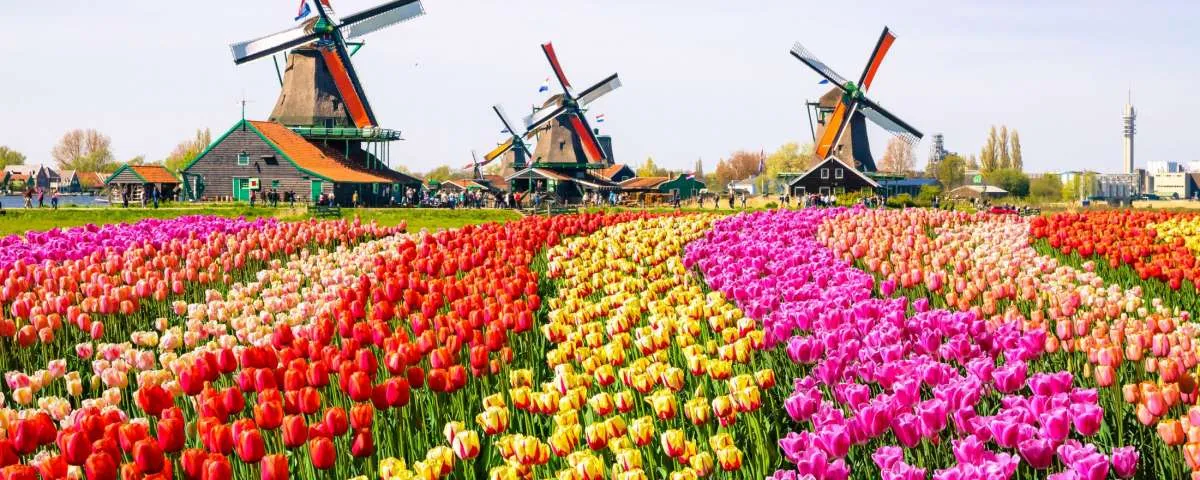 Beasiswa Orange Tulip Scholarship 2021 sudah dibuka untuk jenjang S1-S2