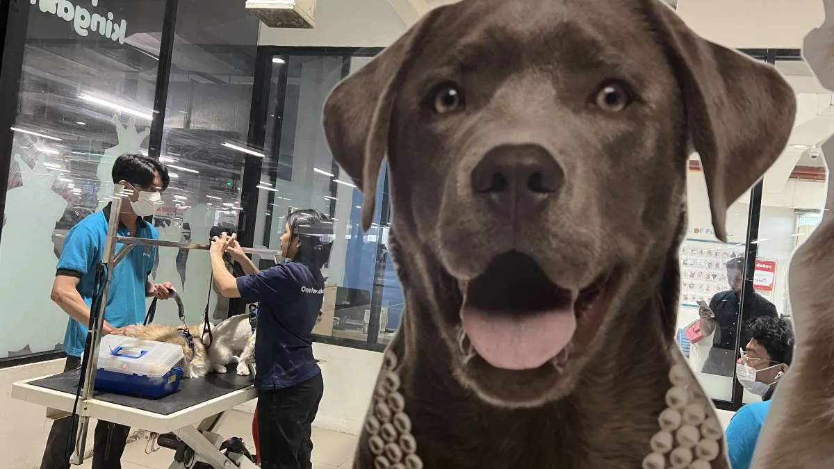 Asuransi Umum Mulai Pasarkan Produk Asuransi Hewan Peliharaan, Ini Kata AAUI