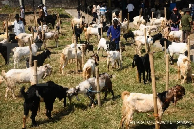 Livestock in South Jakarta not suit for Idul Adha