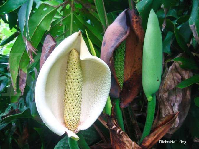 Buah Monstera Deliciosa Enak Sekaligus Berbahaya, Amankah Dimakan?