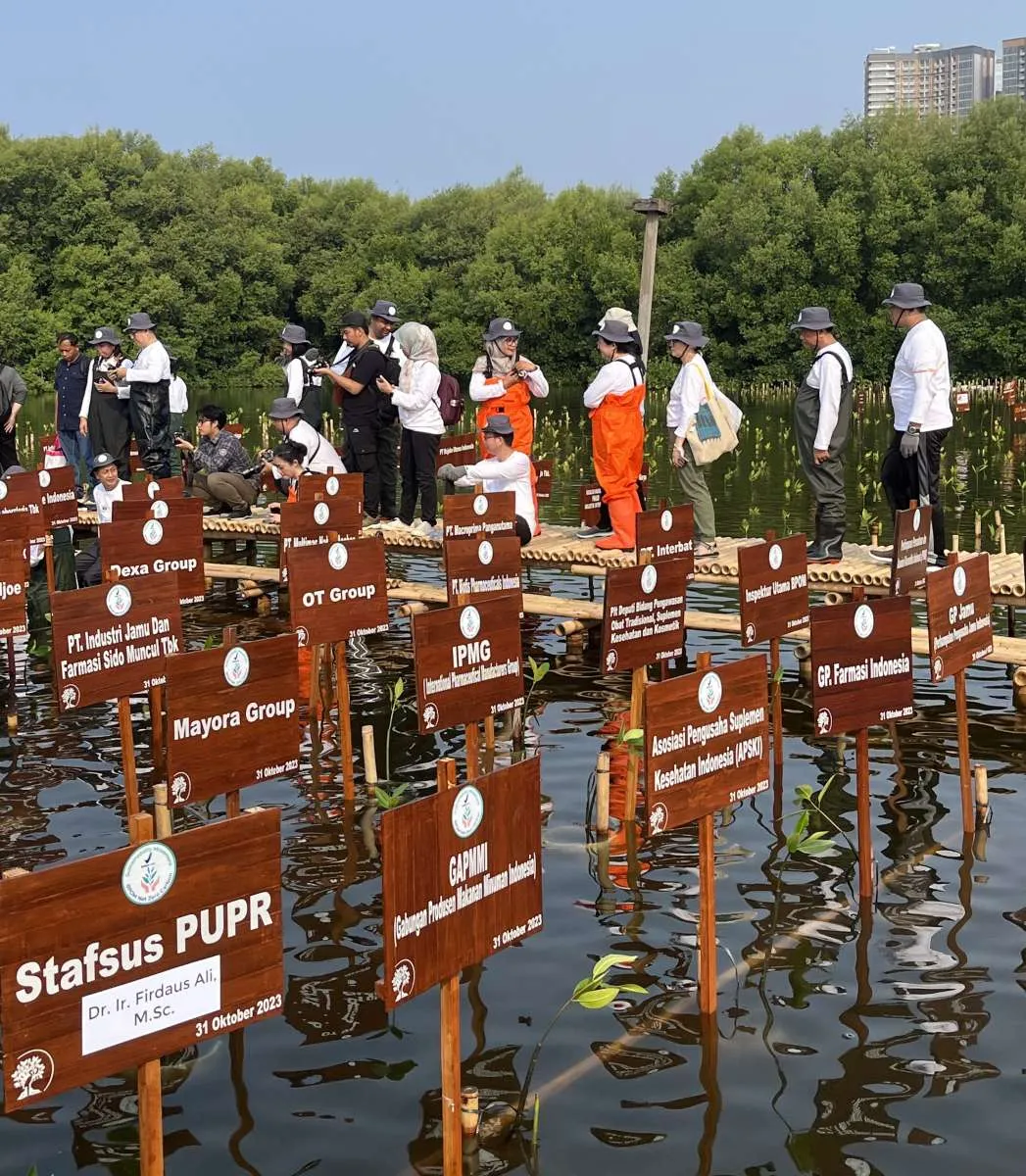 IPMG bersama BPOM Bermitra Dalam Penanaman Mangrove, Dukung Net Zero Karbon 2060
