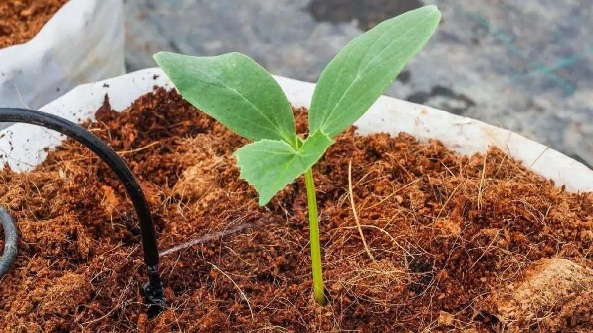 Cara Membuat Cocopeat di Rumah Tanpa Menggunakan Alat, Praktis dan Mudah! 