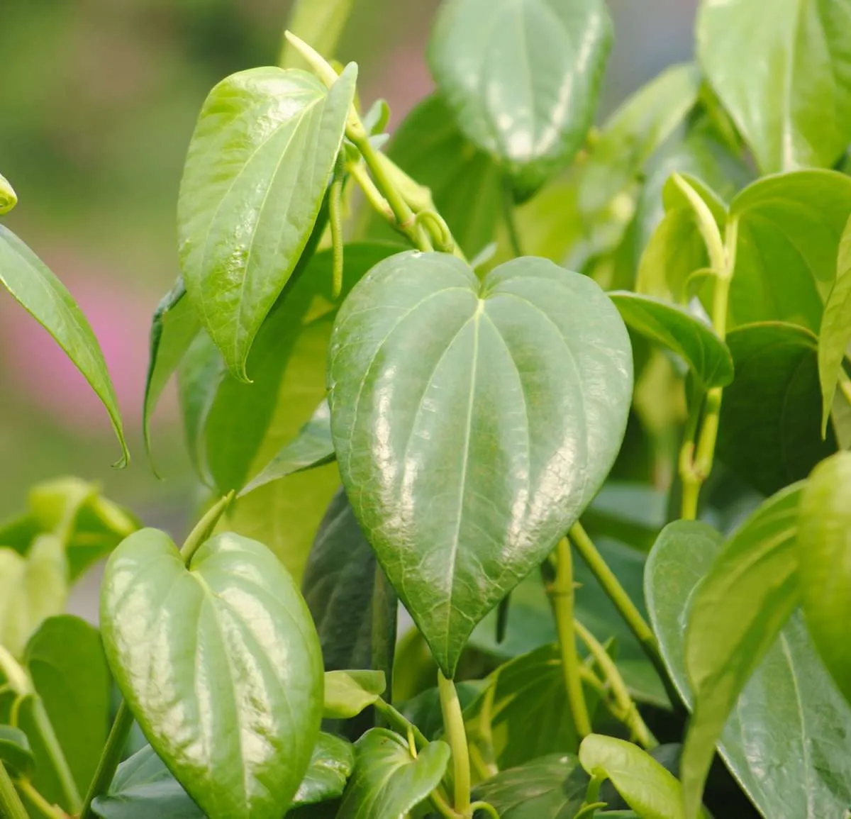 Cari Tahu Khasiat dan 5 Manfaat Daun Sirih untuk Kesehatan Tubuh 