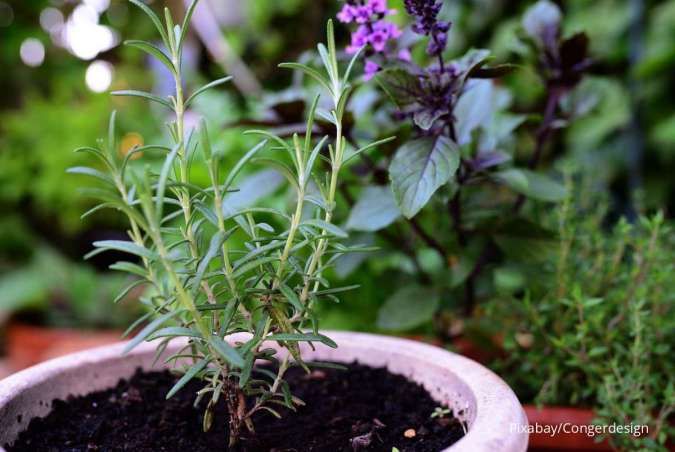 5 Tanaman yang Dapat Tumbuh Subur di Dapur Rumah