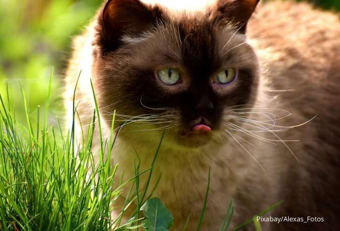 5 Jenis Rumput Ini Bermanfaat untuk Kucing, Disukai  Mereka Juga!