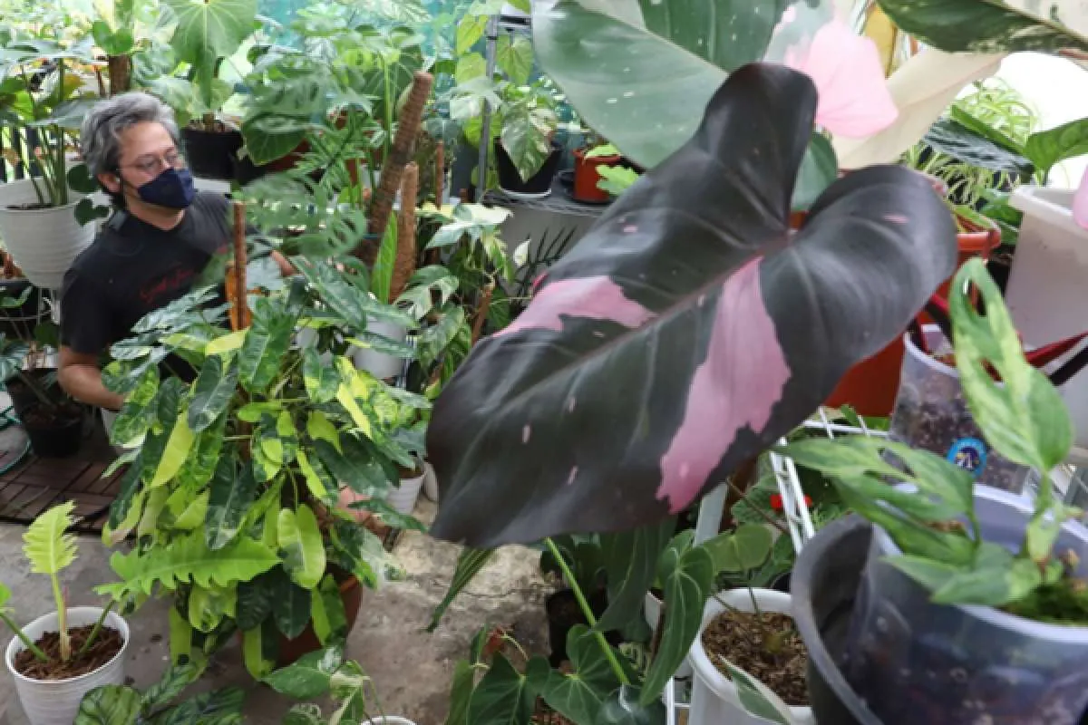 Daun Tanaman Menghitam? Ini Penyebab dan Solusi agar Kembali Segar 