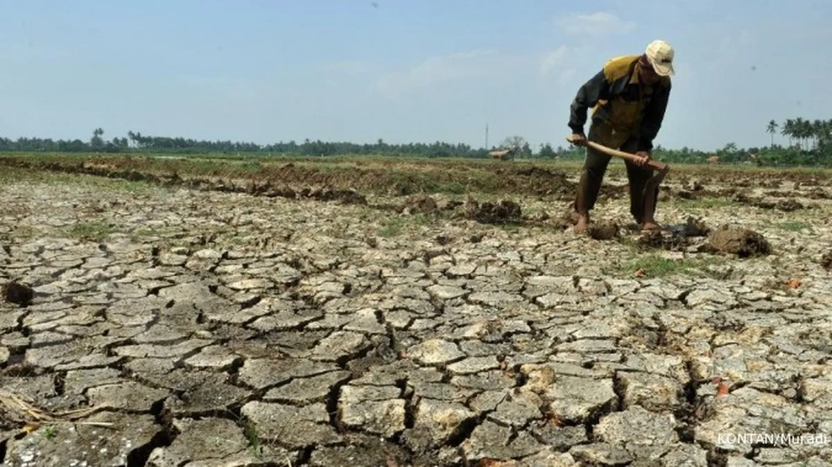 BI: Dampak Elnino terhadap inflasi 0,14%-0,23%