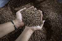 Perdagangan Kopi Lesu, Petani Tahan Penjualan Tunggu Harga Naik