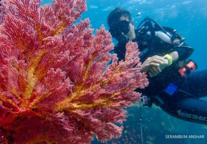 Merasakan sensasi diving di Kepulauan Seribu meski belum mengantongi sertifikat
