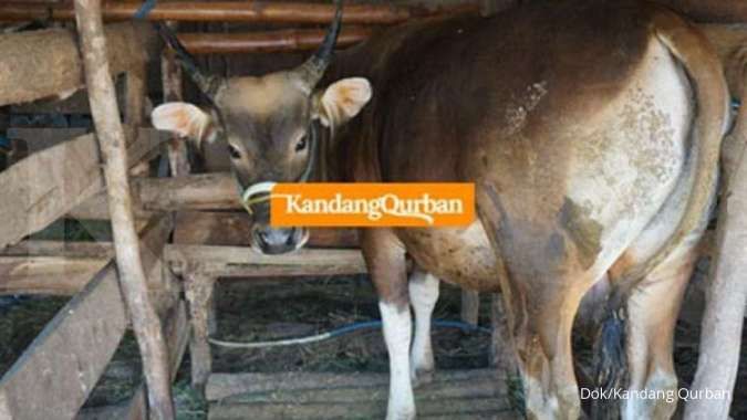 Kandang Qurban jual hewan kurban via online maupun offline