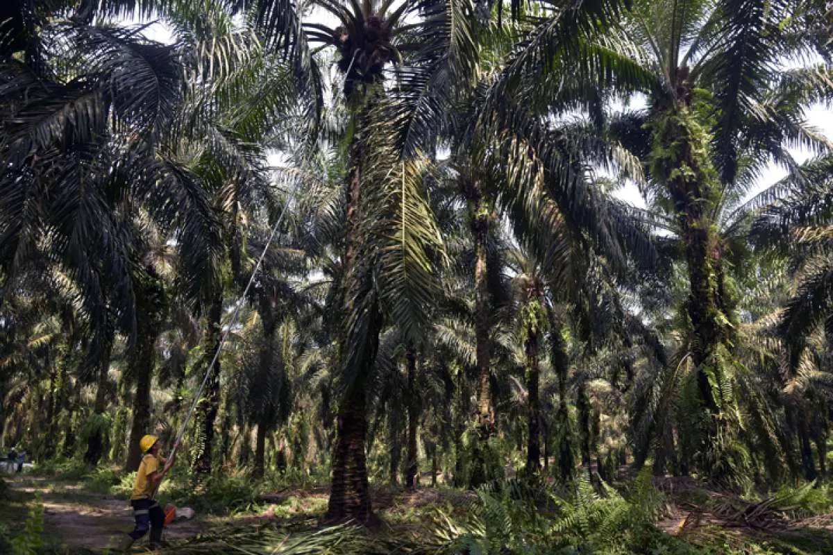 CPO diprediksi oversupply 2030, Sampoerna Agro (SGRO) akan optimalkan penjualan