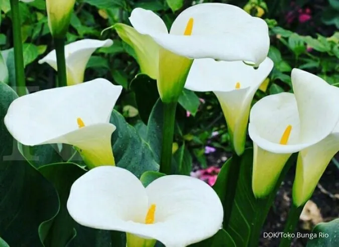 bunga lily putih