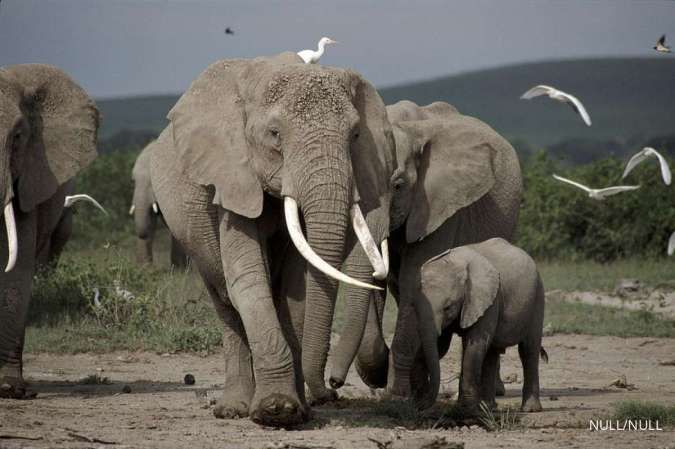 Gajah Ternyata Jarang Terjangkit Kanker, Bisakah Dijiplak Manusia?