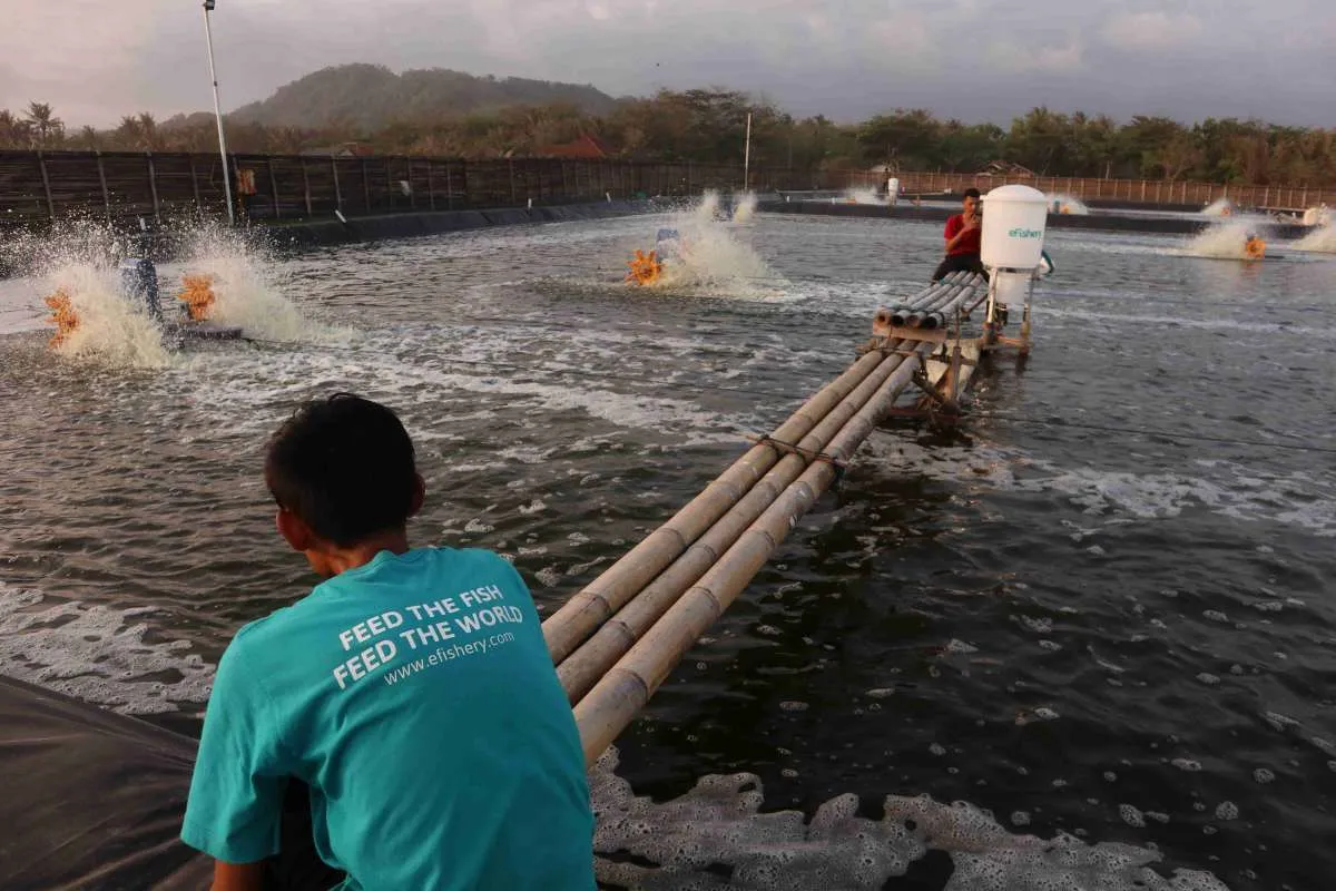 Upaya Menjaring Pembudi Daya Lebih Banyak
