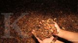 Bali exports cocoa to five countrie