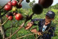 Pasar Kopi Vietnam Melemah di Akhir 2025, Harga Kopi Indonesia Melonjak