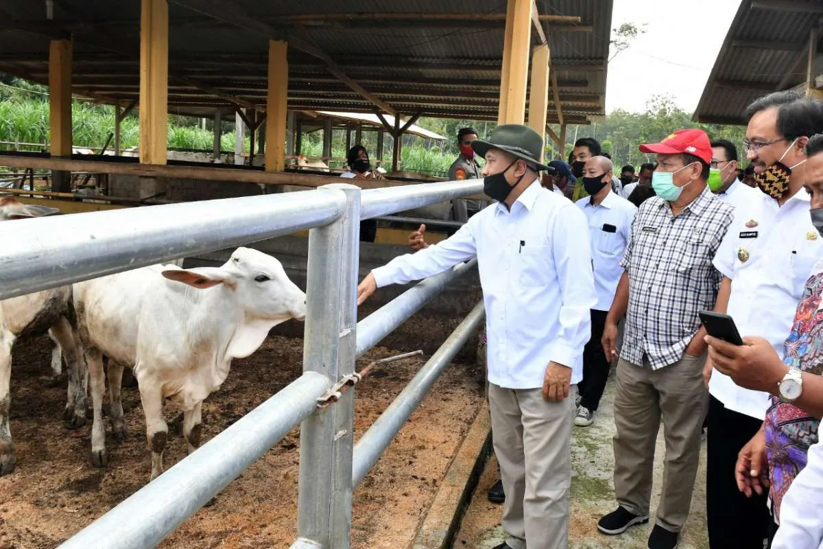 Holding BUMN Pangan akan kuatkan sektor peternakan nasional