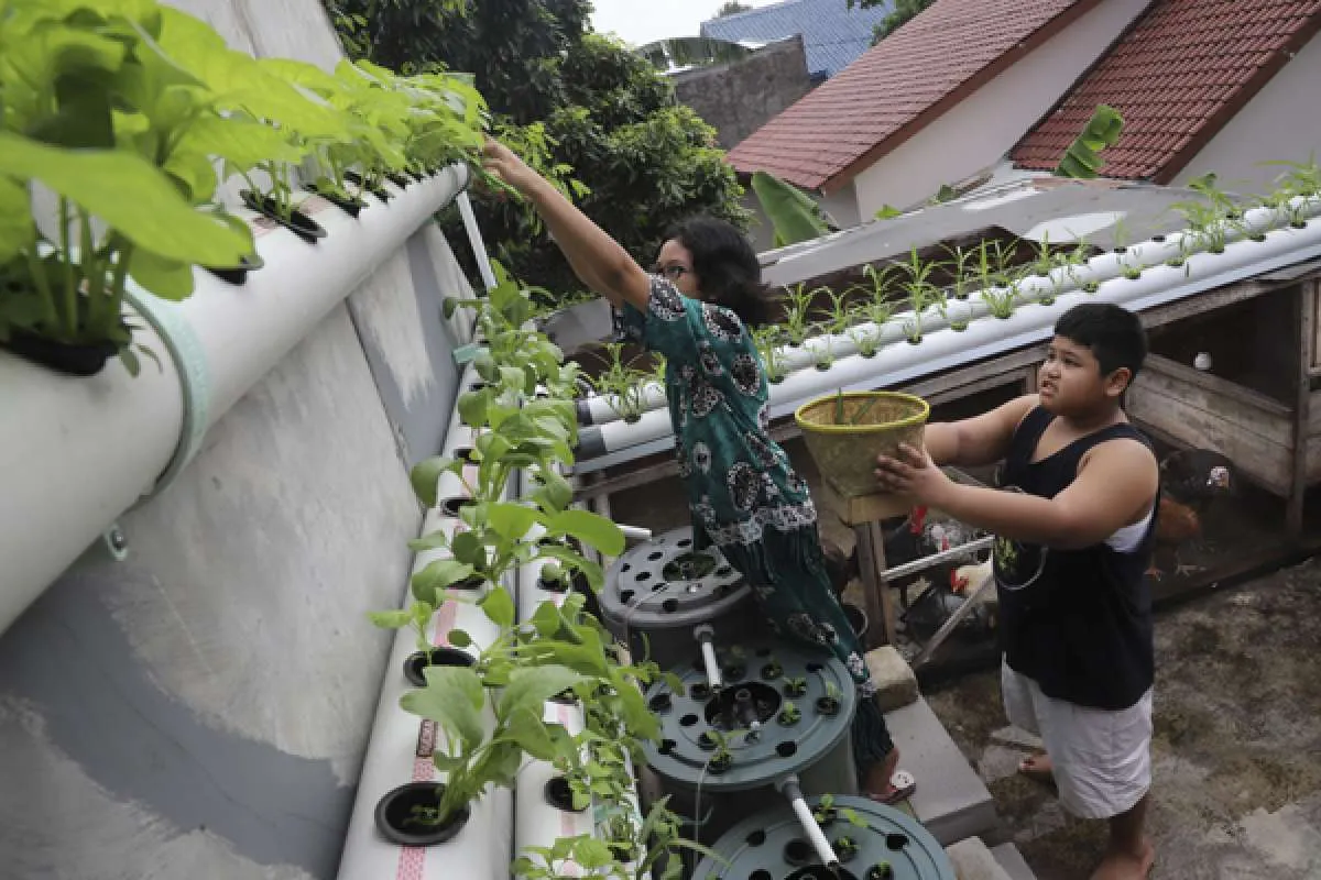 Program TJSL BRI Peduli Berikan Dampak Positif ke Kelompok Wanita Tani 