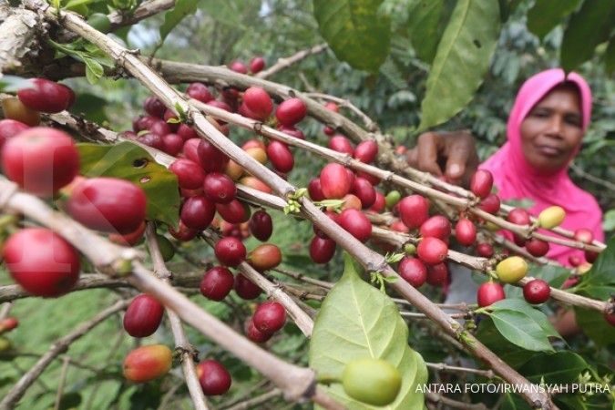 Produksi kopi Sumut tergerus erupsi Sinabung