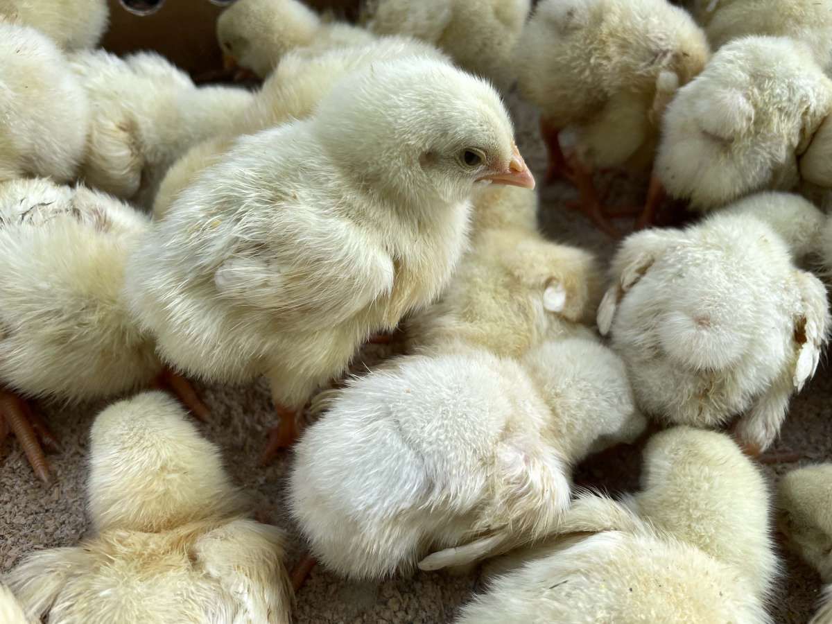 Paradoks Impor Bibit Ayam