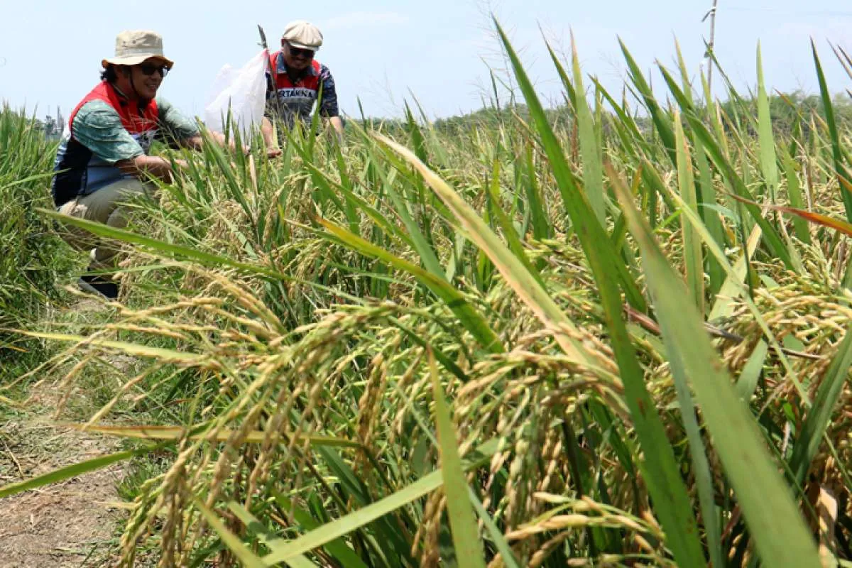 Pupuk Indonesia Dorong Peningkatan Produktivitas Petani Lewat Jambore Makmur