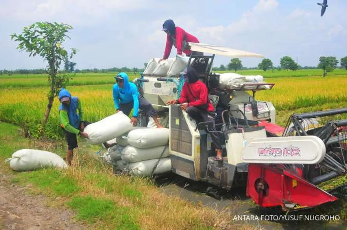 Harga Gabah Turun, Relaksasi HET Beras Masih Berlaku