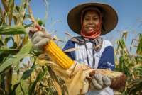 Dorong Peningkatan Produksi, Triputra Group Perkuat Bisnis Jagung di Sumba Barat Daya