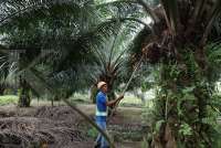 Hadapi Tantangan EUDR pada Komoditas Sawit, Begini Pandangan Tiga Capres-Cawapres