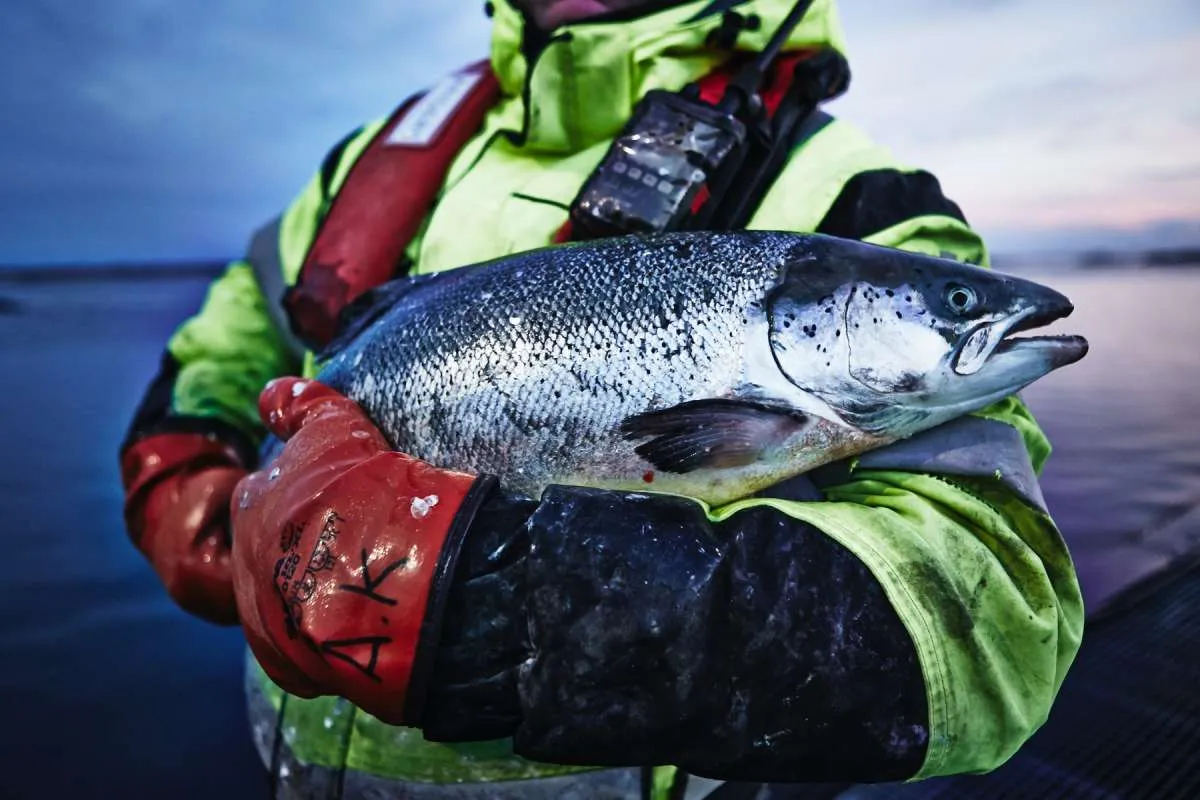 Kantongi Sertifikasi MSC & ASC, IKEA Indonesia Hadirkan Produk Ikan Ramah Lingkungan