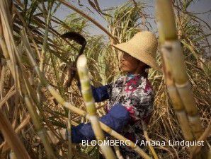 Rendemen Gula PTPN Turun Jadi 6,6%