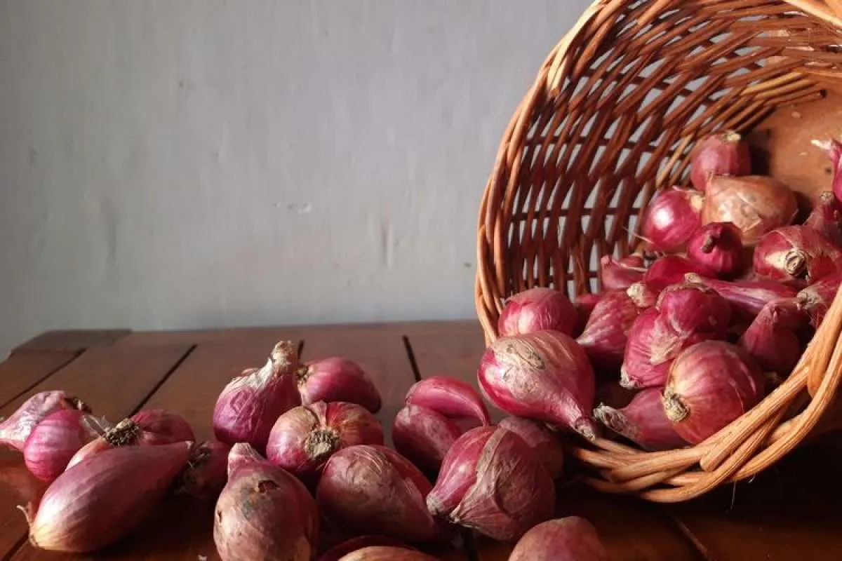 Simak 7 Manfaat Bawang Merah Untuk Kesehatan yang Jarang Diketahui Orang