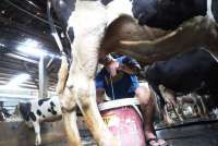 Transparansi Impor Daging Sapi