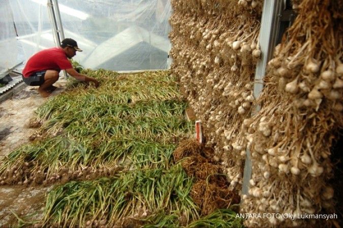 Kemtan menargetkan penanaman bawang putih seluas 18.000 hektare tahun ini