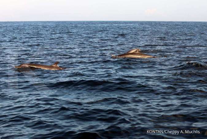 Banyak hewan  laut  di wilayah Rusia mati mendadak ini 