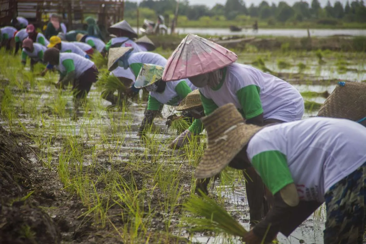 Ada Potensi El Nino Panjang, Ini yang Dilakukan Kementan