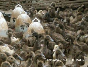 Antisipasi flu burung, Hongkong melarang impor unggas dari China