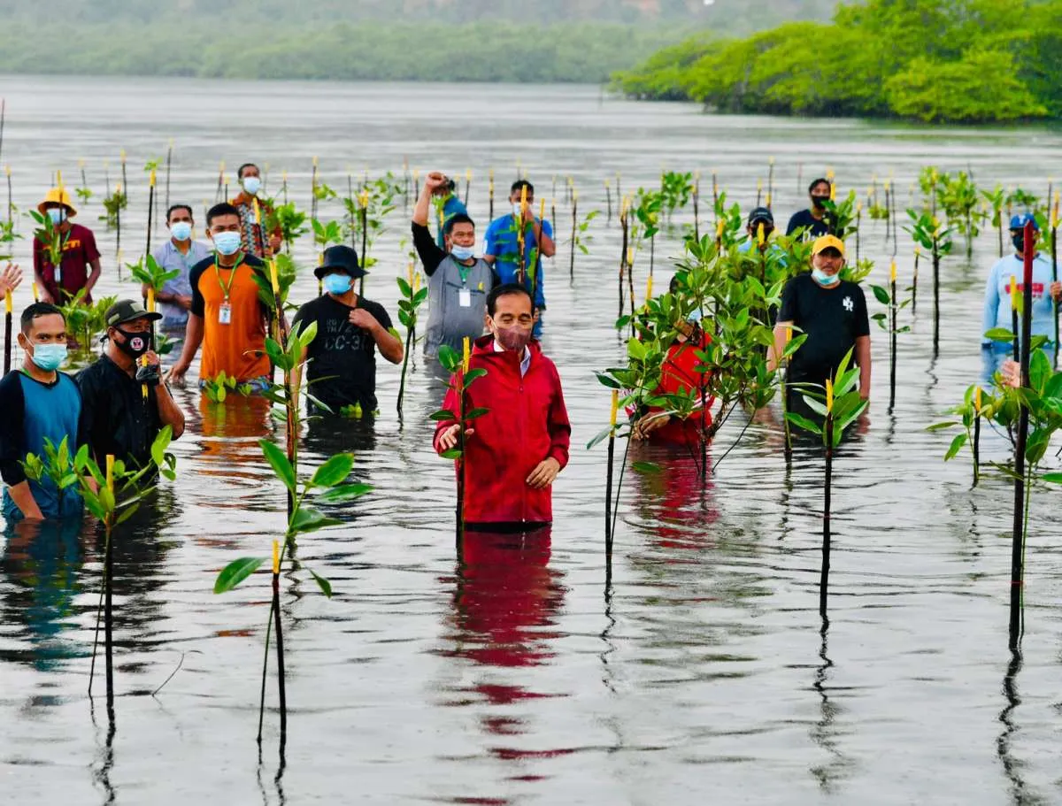 Pemerintah targetkan rehabilitasi mangrove seluas 630.000 hektare hingga 2024