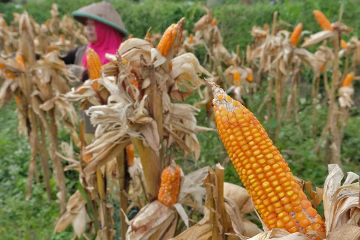 Bulog Serap 514 Ribu Ton Jagung Dalam Negeri, Ini Hambatannya