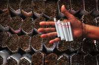 Produksi Rokok Turun, Kajian UB Ungkap Cukai Tinggi Picu Pergeseran ke Rokok Ilegal