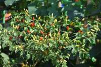 Apa Itu Agribisnis? Ini Prospek Kerja dan Hal yang Dipelajari