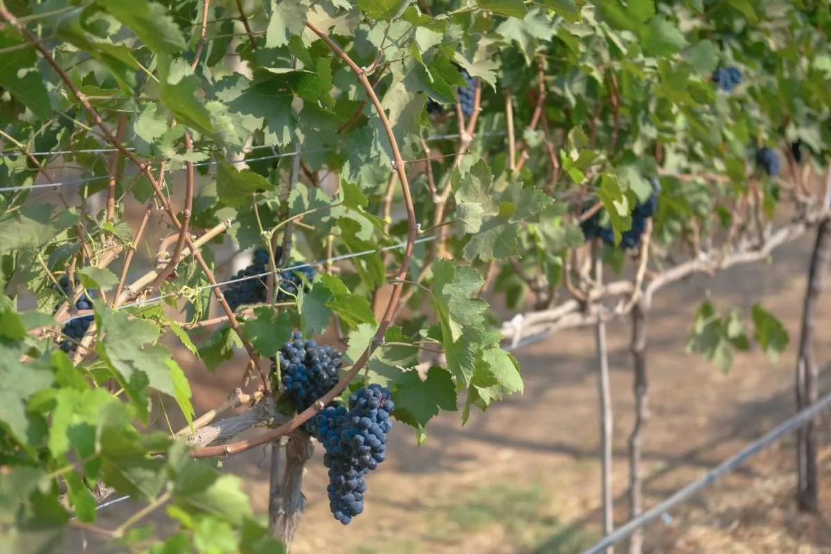 Hatten Wines Raih Penghargaan Predikat Tertinggi di AWC Vienna 2023