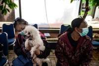 Kasus Rabies Meningkat, Ini Ciri-Ciri Hewan Terkena Rabies