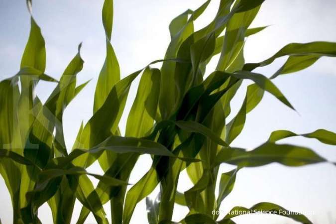 Tingginya kadar ozon jadi ancaman buruk tanaman jagung