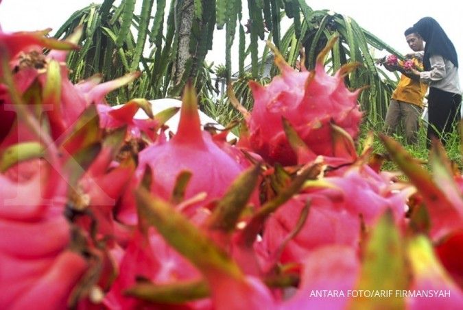 4 Manfaat buah naga, bisa tingkatkan sistem imun tubuh