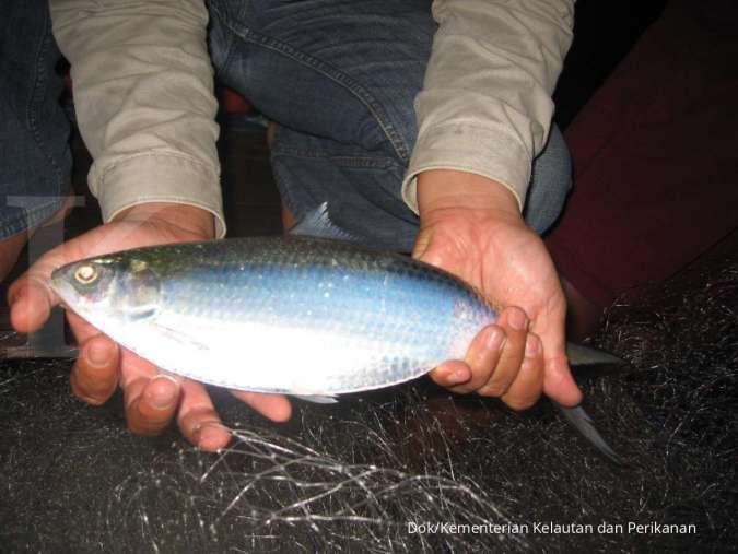 Selamatkan Populasi Ikan Terubuk, KKP Rancang Rencana Zonasi di Selat Bengkalis