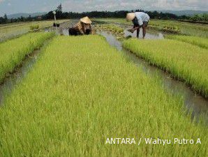 Kejar surplus beras 10 ton, pemerintah bangun jaringan irigasi 500.000 hektare